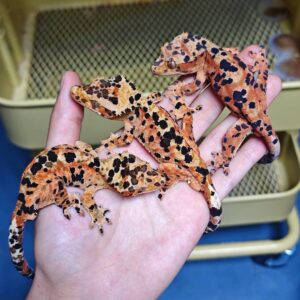 Super Extreme Red Dalmatian