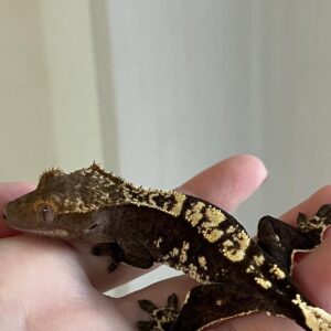 Harlequin Dalmatian (ii)