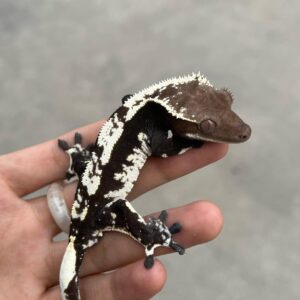 Harlequin Pinstripe (ii)