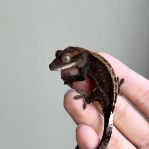 Harlequin Pinstripe (iii)