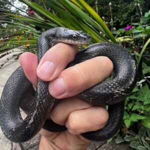 garter snake for sale