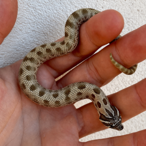 hognose snake for sale