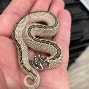 Axanthic Hognose Snake For Sale