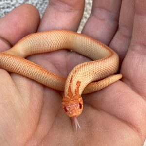Albino Hognose Snake (ii)