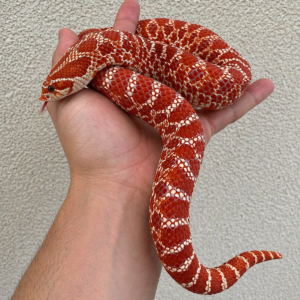 Albino Hognose Snake (iii)