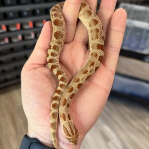 Albino Hognose Snake For Sale