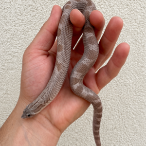 Hognose Snake,Super Arctic