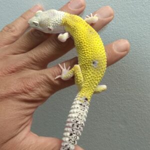 Super Hypo leopard gecko for sale