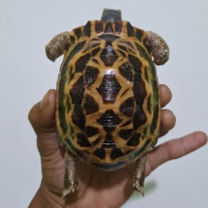 Indian Star Tortoise (ii)