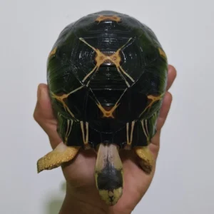 Indian Star Tortoise for sale
