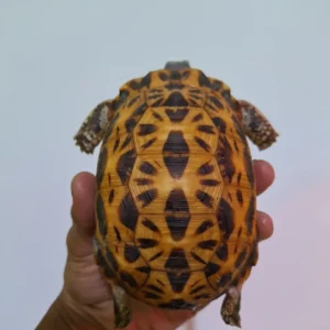 Indian Star Tortoise (iv)