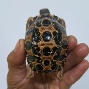 Indian Star Tortoise (iii)