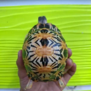 Indian Star Tortoise (v)
