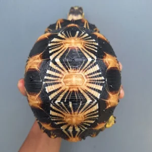 Indian Star Tortoise (vi)