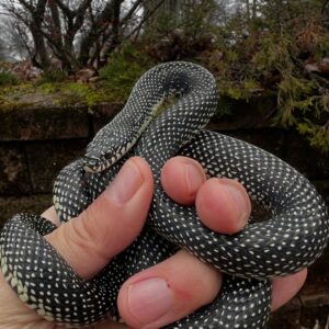 Lampropeltis getula, Speckled Kingsnake