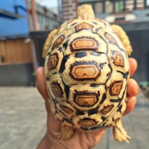 Leopard Tortoise for sale