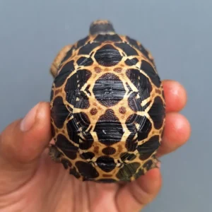 Leopard Tortoise (ii)