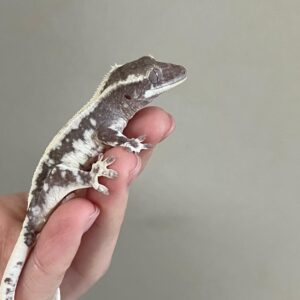 Lily White Harlequin (ii)