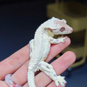 Crested gecko online
