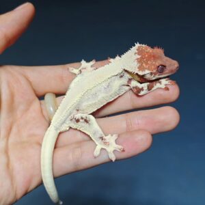 Lily White crested gecko for sale