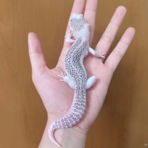 Mack Snow leopard gecko for sale