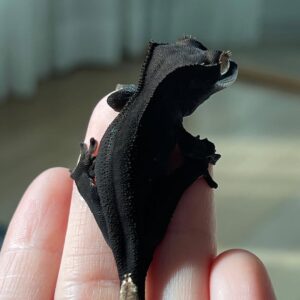 Melanistic crested gecko for sale