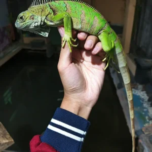 Green iguana for sale