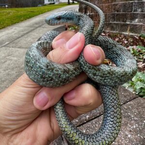 Opheodrys aestivus,Blue : Axanthic-type expression