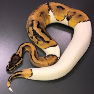 Pied ball python for sale