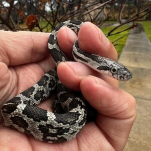 Pantherophis guttatus, Anerythristic (Anery),