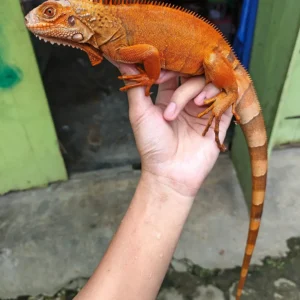 Red iguana for sale
