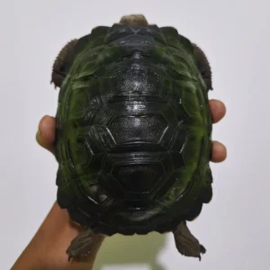 Red-footed Tortoise