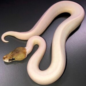 Sandblast Pewter Pied ball python for sale