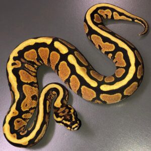Spotnose Yellow Belly ball python for sale