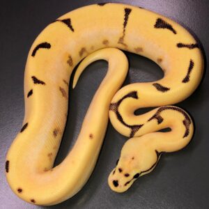Super Dream Fire ball python for sale