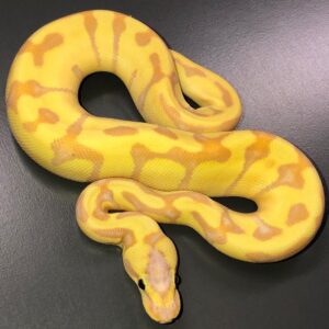 Super Enchi Banana ball python for sale