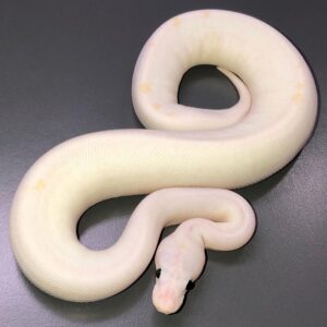Super Fire ball python for sale