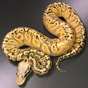 Super Pastel Vanilla GHI