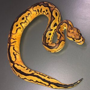 Super Yellow Belly Clown