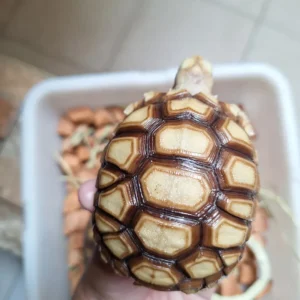 Indian Star Tortoise for sale