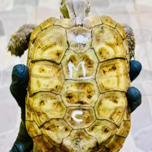 Sulcata Tortoise (ii)