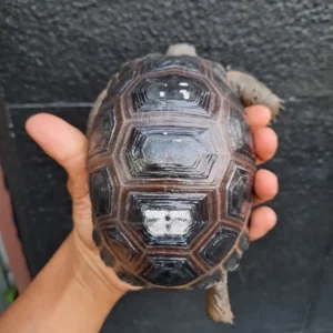 Sulcata Tortoise for sale