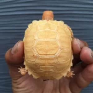 Sulcata Tortoise online
