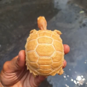 Sulcata Tortoise (iv)
