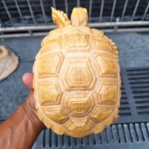 Sulcata Tortoise (v)
