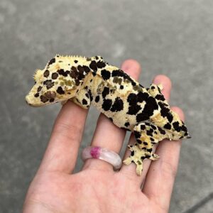 Super Dalmatian crested gecko for sale