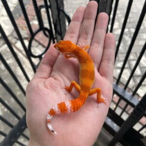 Tangerine leopard gecko for sale