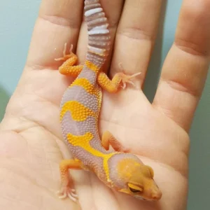 Tangerine Albino