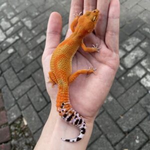 leopard gecko online