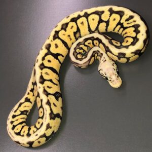 Super Pastel Spotnose